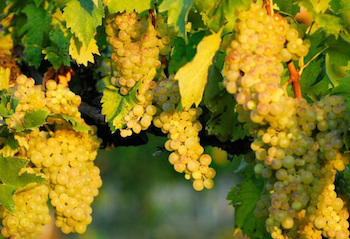 Vernaccia grapes